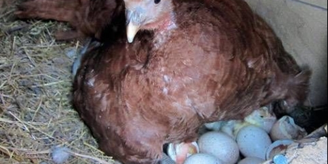 Kako napraviti gnijezda za ćurke